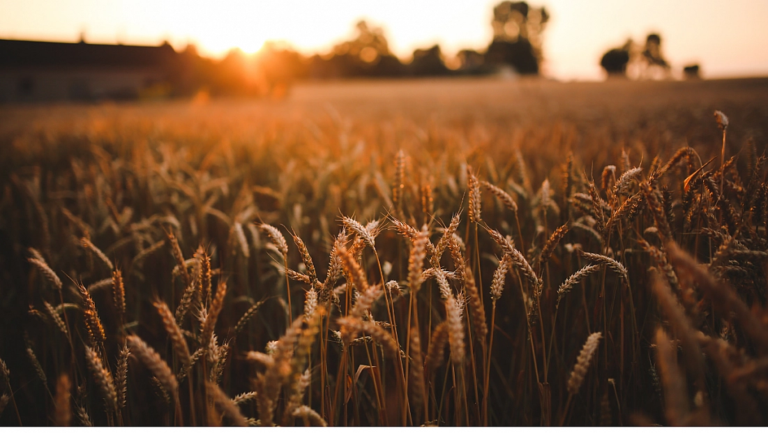 TİGEM tonlarca buğdayı satışa çıkardı!