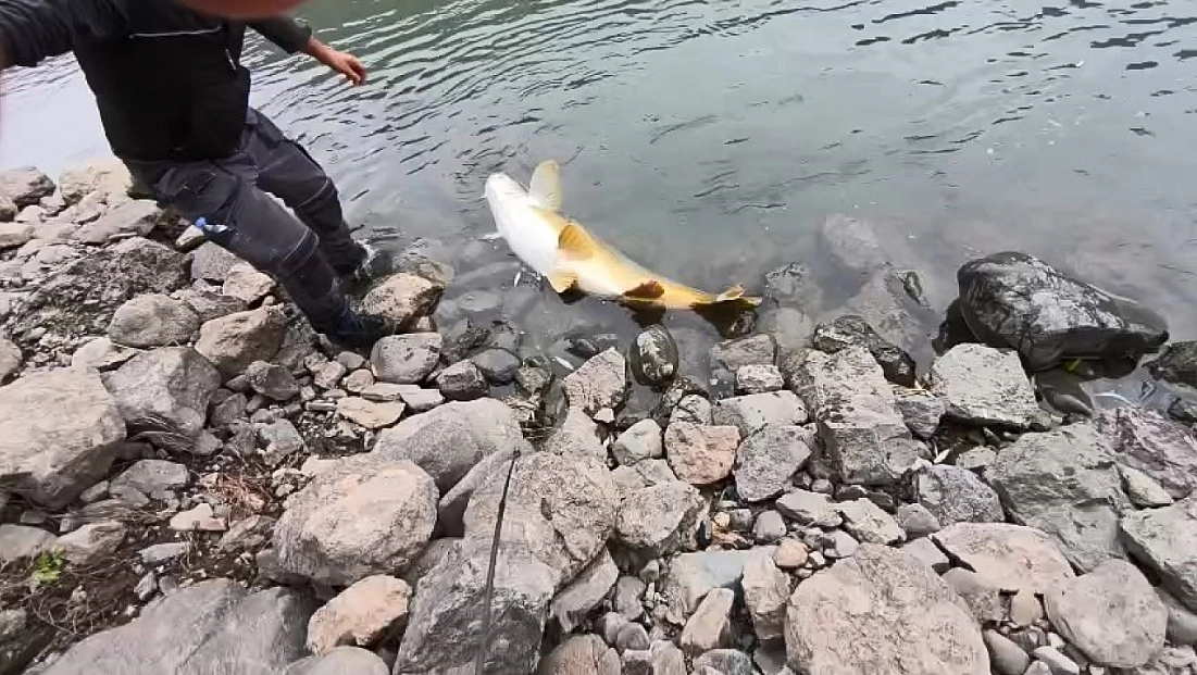 60 kiloluk turna balığı yakalandı