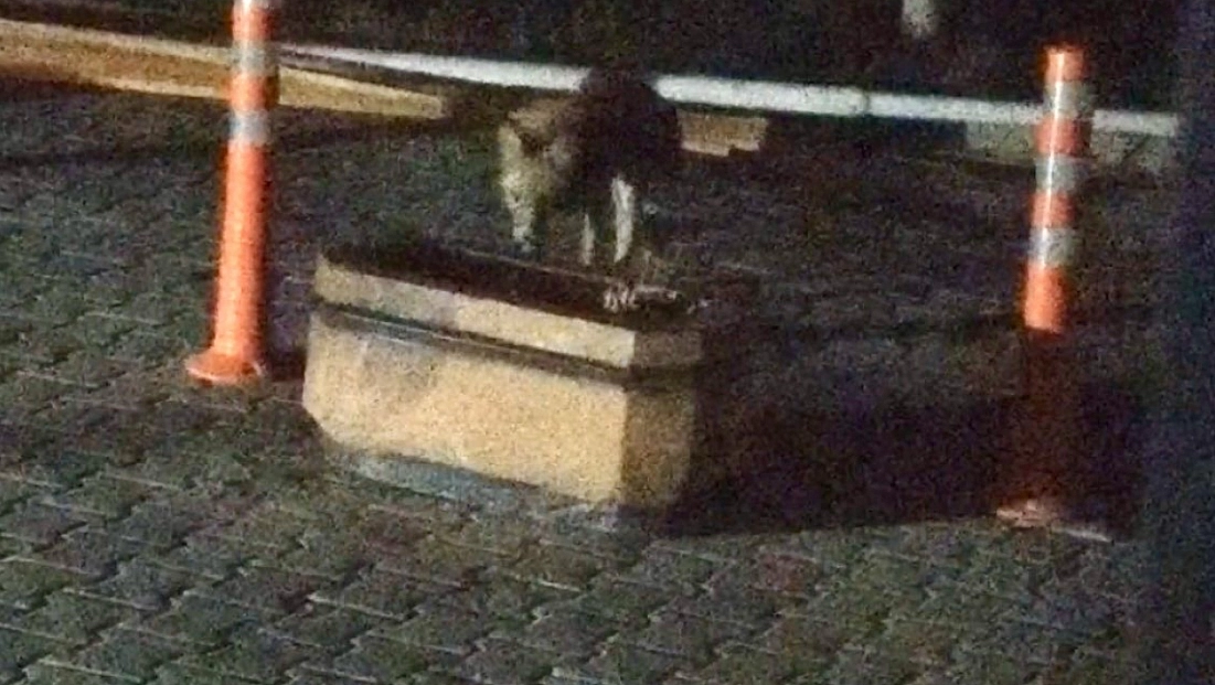 Aç kalan tilki şehir merkezine indi