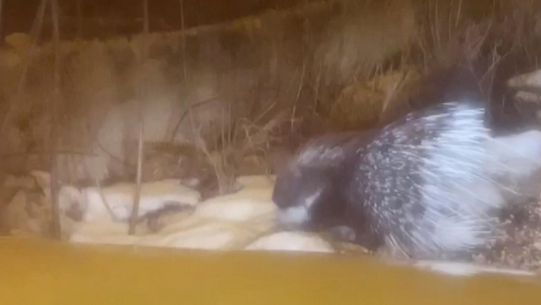 Afrika’nın tehlikeli kirpisi Türkiye'de! Bakın hangi ilde göründü!