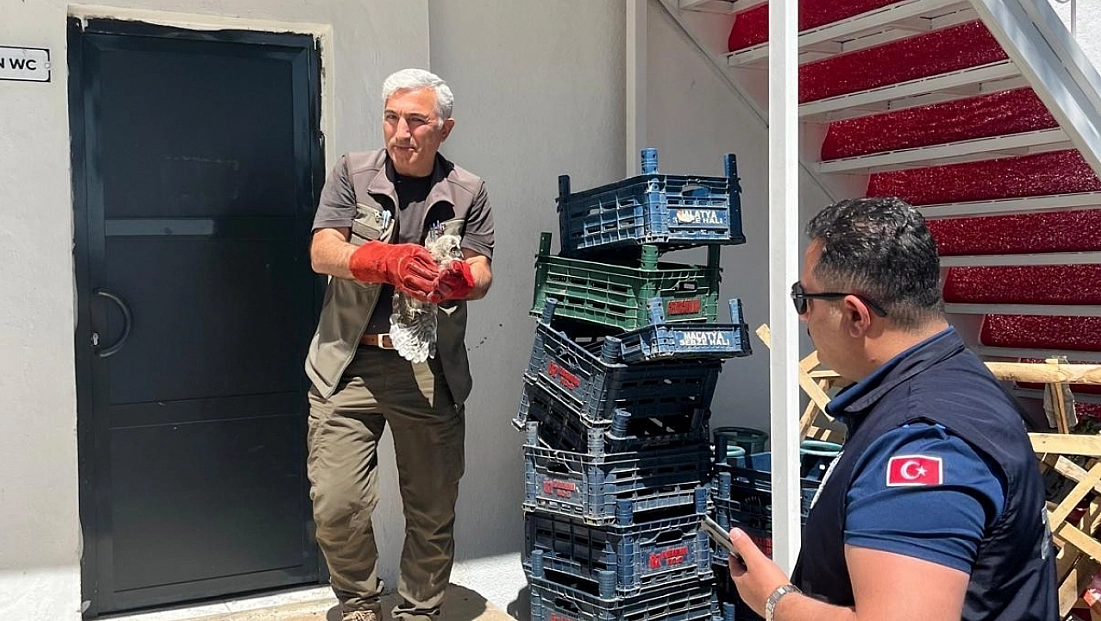 Malatya’da yavru baykuş için kurumlar seferber oldu