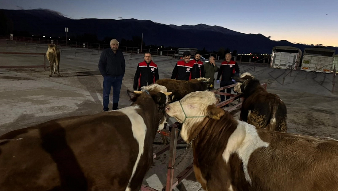 Canlı hayvan pazarı yeniden açıldı