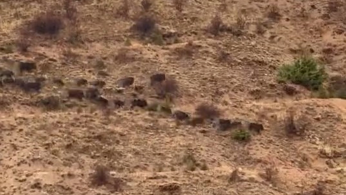 Domuz sürüsü görüntülendi