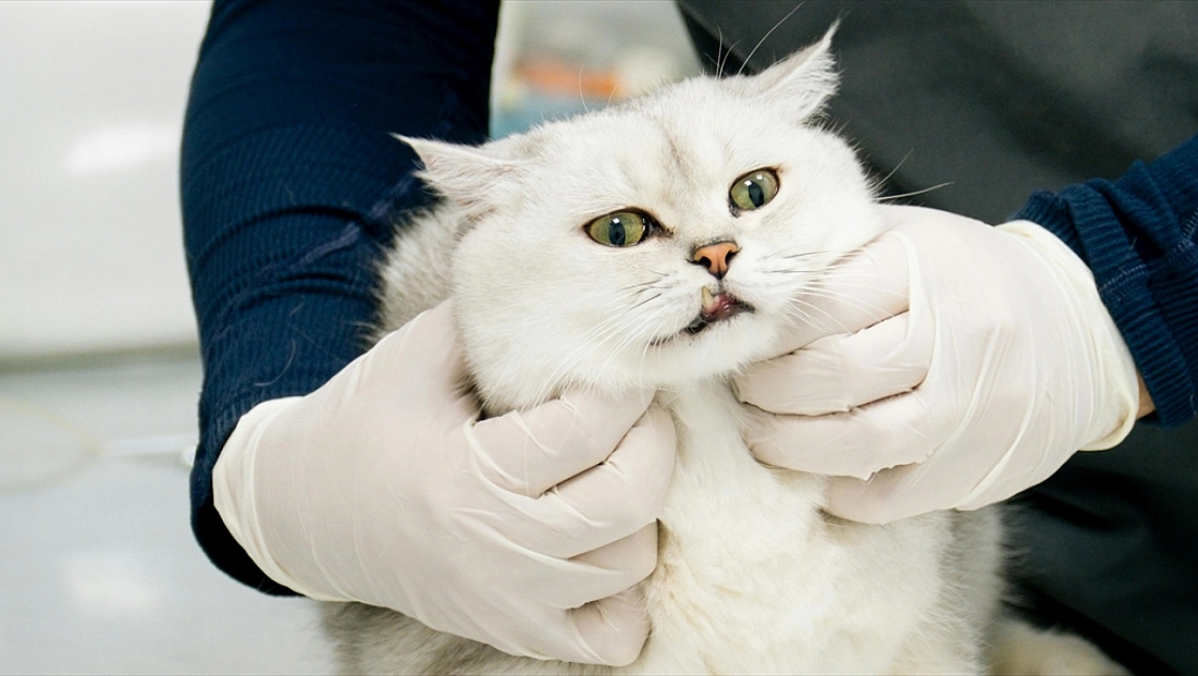 Gelecek yıl başlıyor: Elazığ yeni üs oluyor