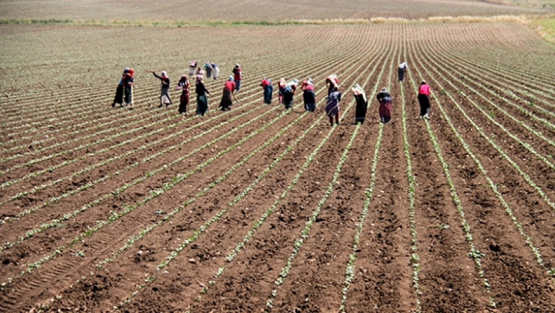 2026’da kırsal kalkınma hareketi! Aile işletmelerine yeni teşvikler yolda...