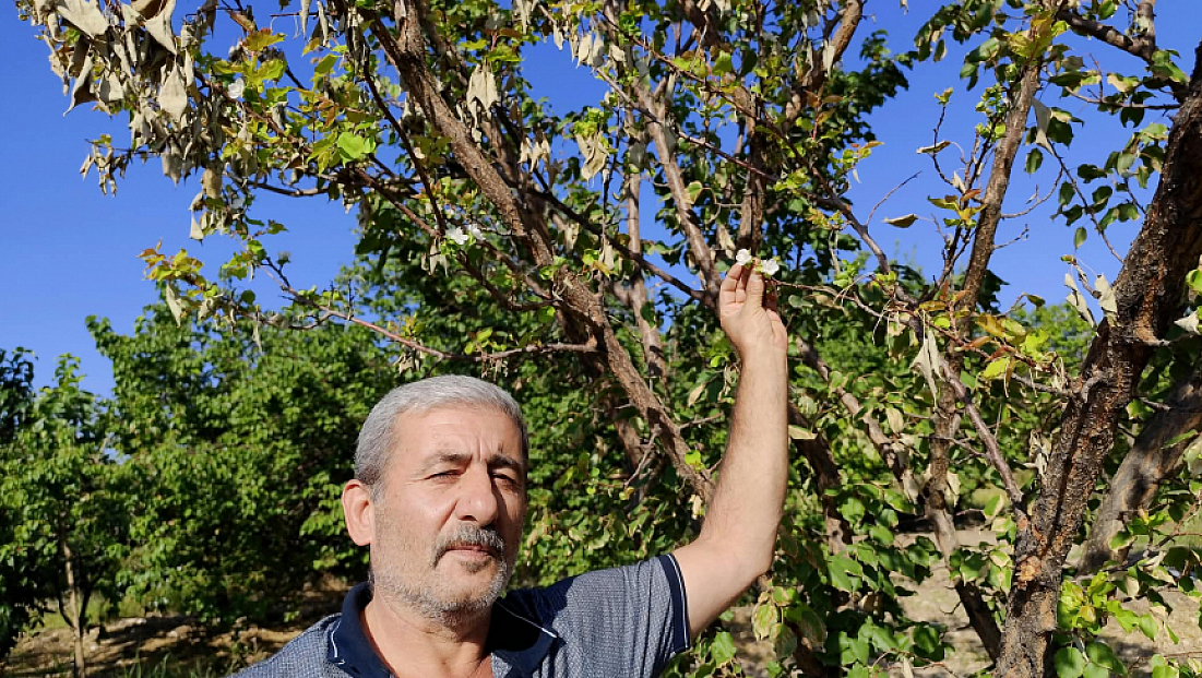 40 yıldır böyle şey görmedi: Haziran'da hasat edilmişti| Malatya’da eylül ayında tekrar çiçek açtı