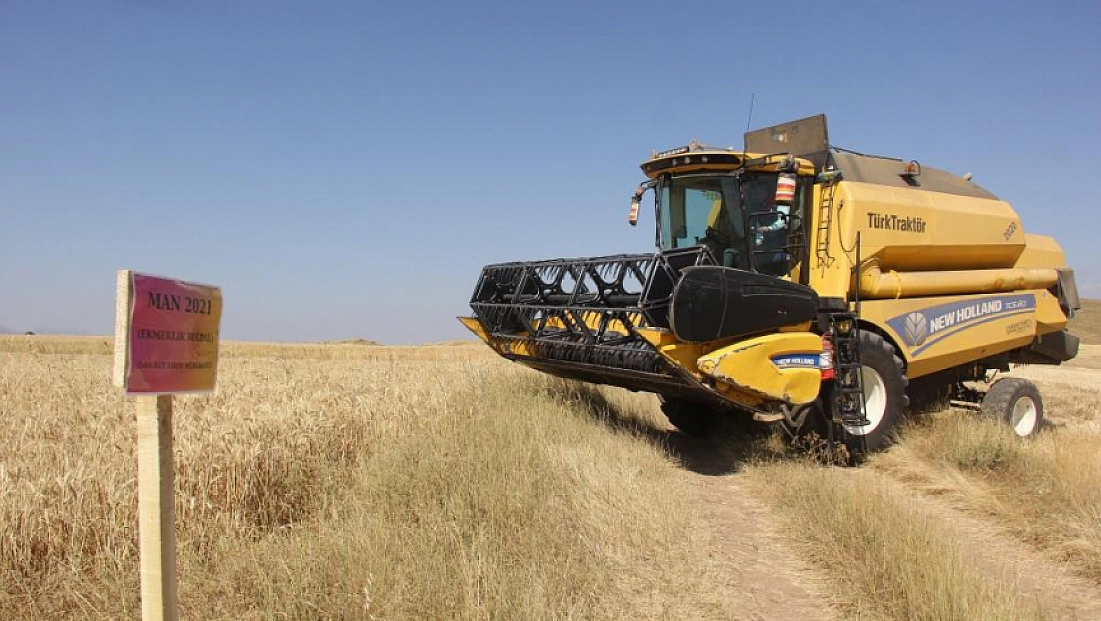 5 farklı buğday çeşidi hasat edildi