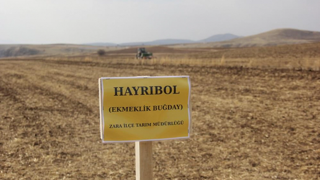 5 farklı ekmeklik buğday toprakla buluşturuldu