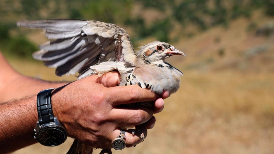 500 keklik doğaya salındı