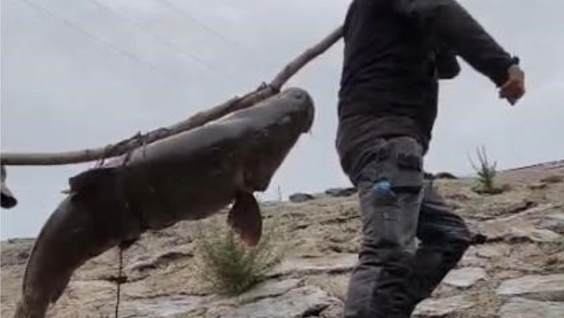 60 kilo turna omuzlarda taşındı