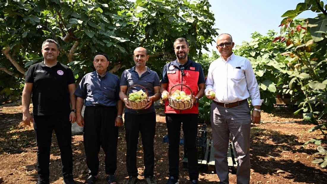 Abbas inciri hasadı başladı