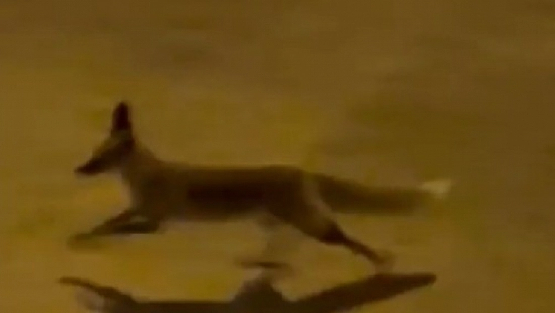 Aç tilki kent merkezine indi