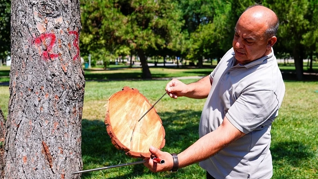 Ağaçların gövdesindeki halkalar doğanın hafızasını taşıyor