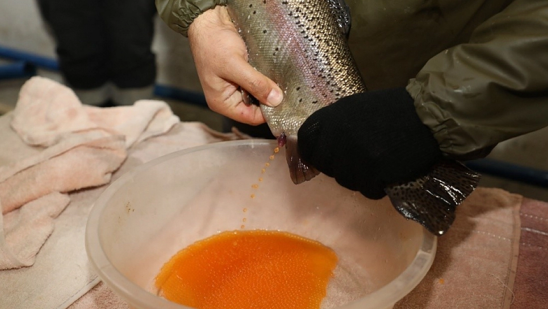 Alabalık sağım çalışmaları sürüyor