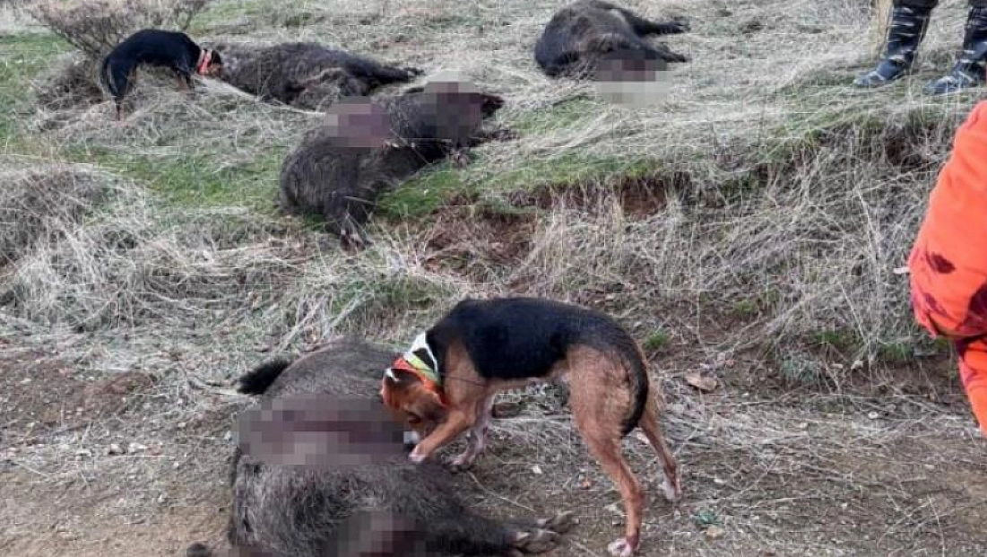 Avcılar sürü halinde domuz avladı