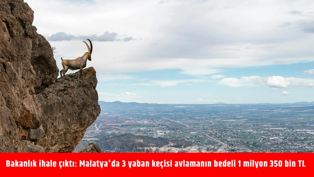 Bakanlık ihale çıktı: Malatya'da 3 yaban keçisi avlamanın bedeli 1 milyon 350 bin TL
