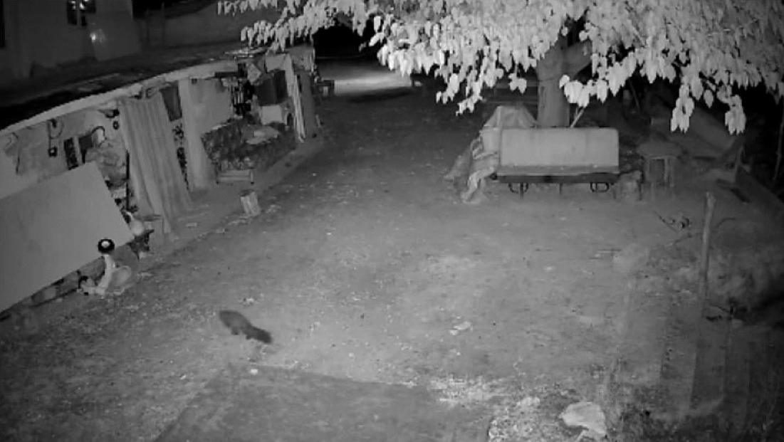 Bal porsuğu ile sansar aynı karede görüntülendi