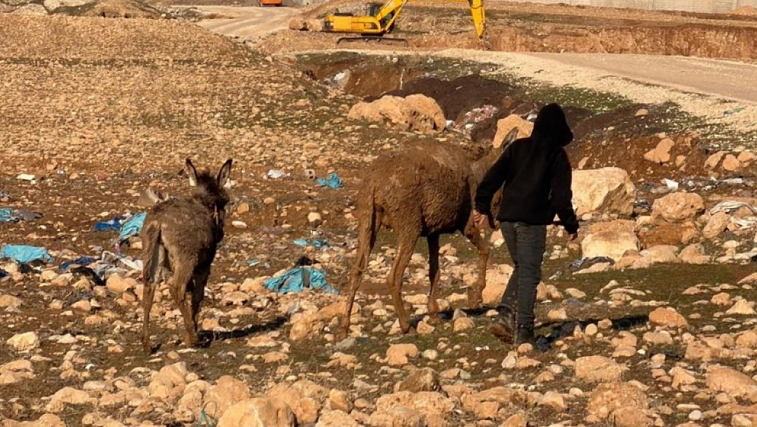 Bataklığa saplanan eşekler kurtarıldı