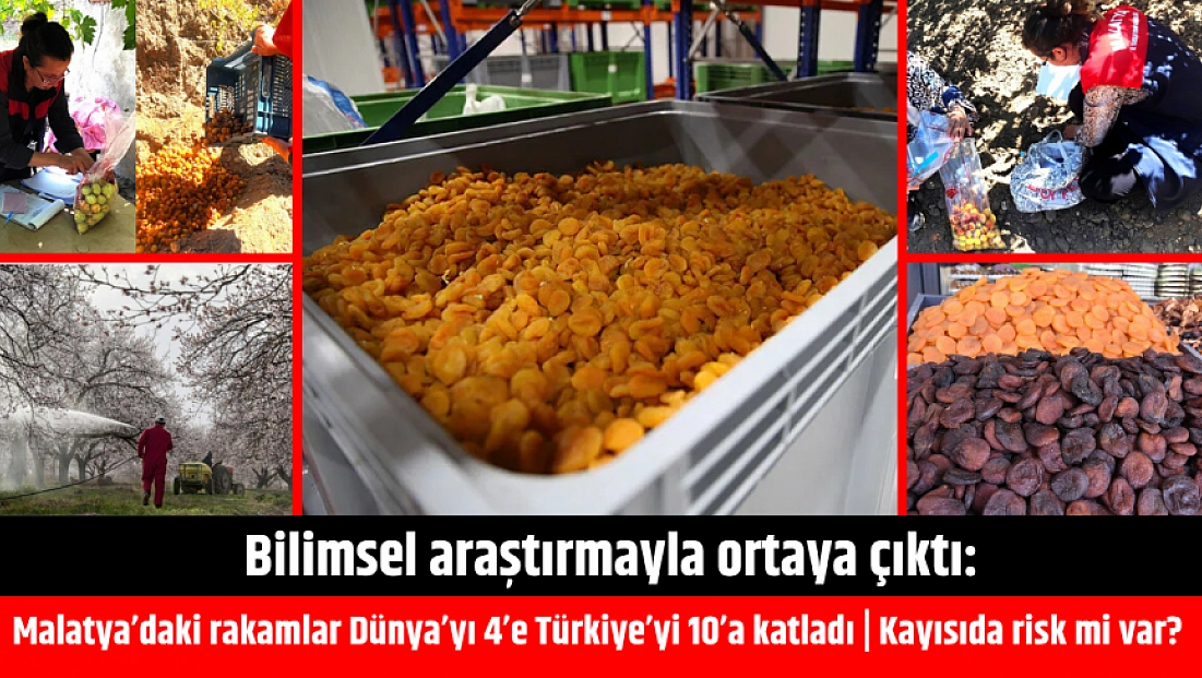Bilimsel araştırmayla ortaya çıktı: Malatya’daki rakamlar Dünya’yı 4’e Türkiye’yi 10’a katladı | Kayısıda risk mi var?