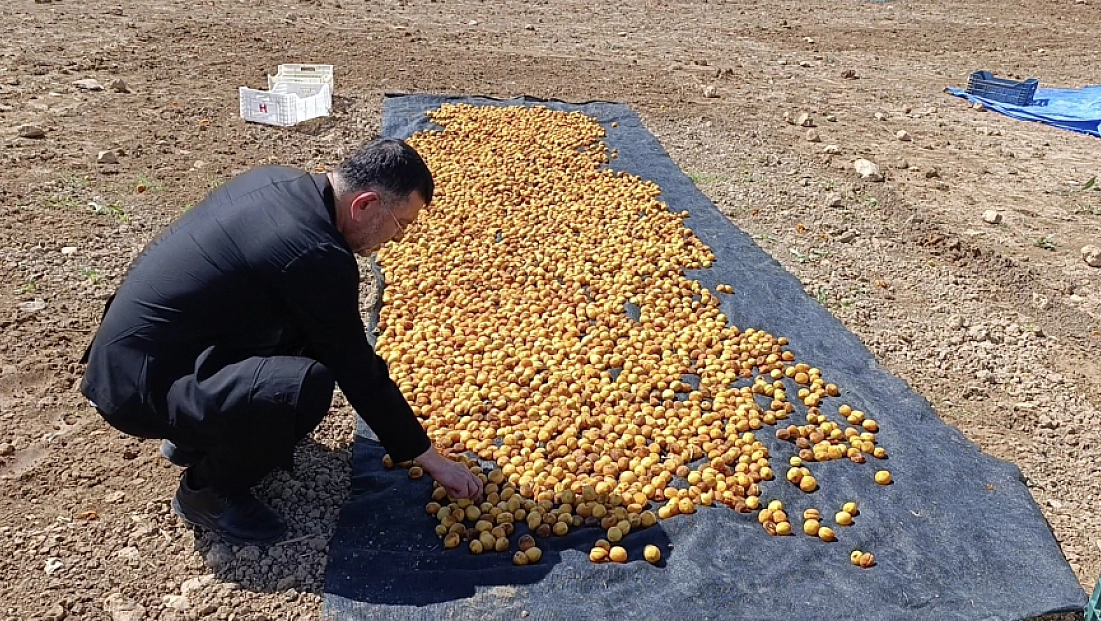 Binbir emekle toplanıp kurutulmaya bırakılmıştı... Veli Ağbaba açıkladı: 200 ton kayısı ziyan oldu