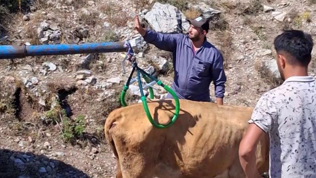 Çukura düşen gebe inek vinçle kurtarıldı
