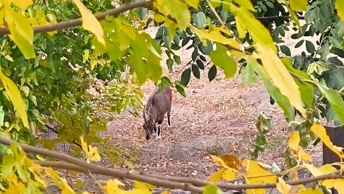 Dağ keçileri sonbahara renk kattı