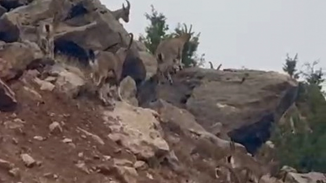 Dağ keçileri sürü halinde görüntülendi