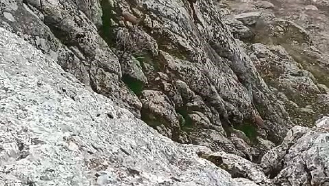 Dağ keçileri sürü halinde görüldü