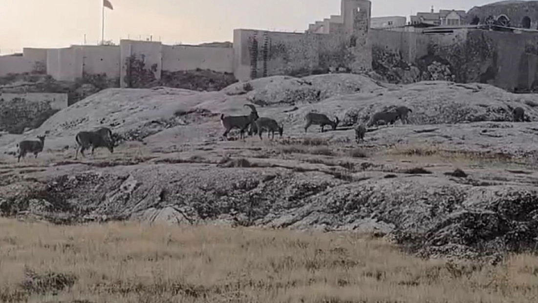 Dağ keçileri sürü halinde ortaya çıktı