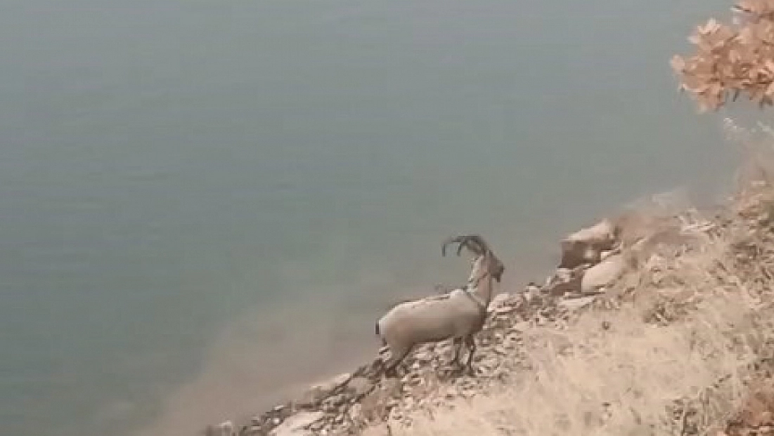 Dağ keçisi bu kez yüzerken görüntülendi
