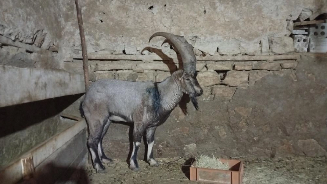 Dağ keçisi ‘Garip’ ailenin maskotu oldu