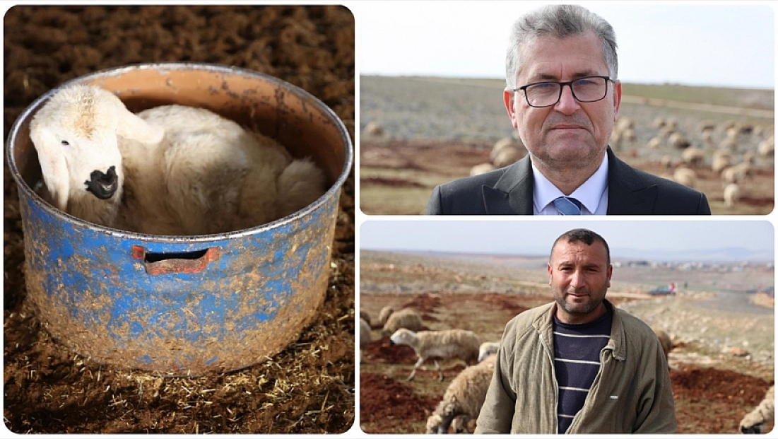 Depremzede besici, devlet desteğiyle sürüsünü yeniden kurdu