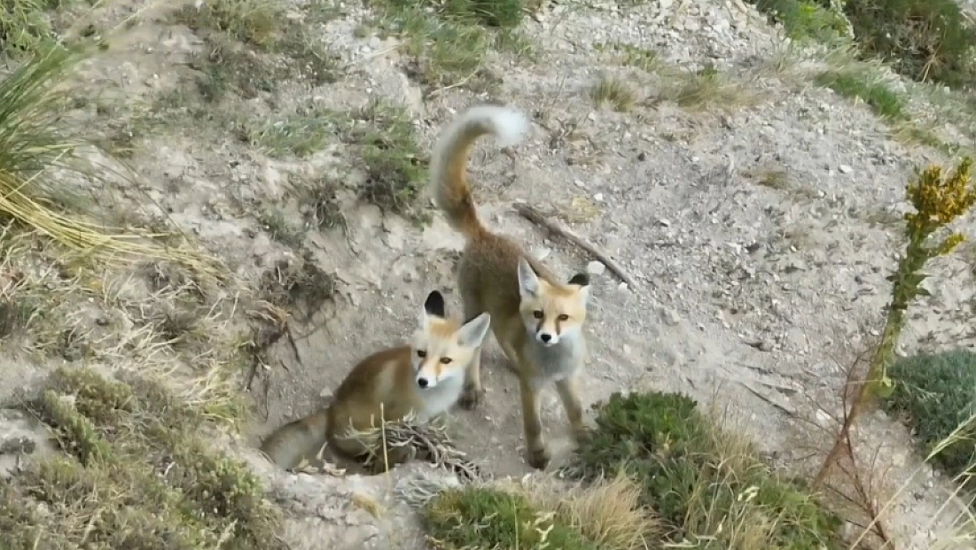 Doğanın sevimli yüzü: Tilki ailesi havadan görüntülendi