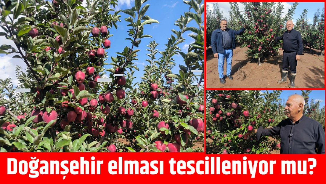Doğanşehir elması tescilleniyor mu?
