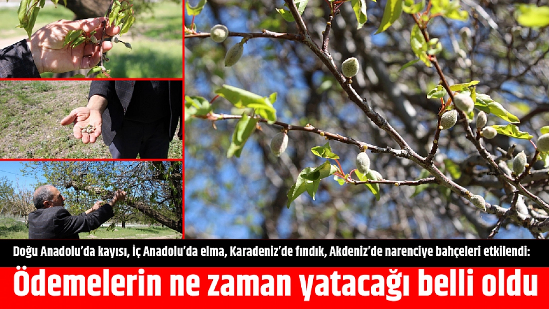 Doğu Anadolu’da kayısı, İç Anadolu’da elma... Zirai dondan etkilendi: Ödemelerin ne zaman yatacağı belli oldu