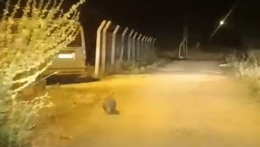 Elazığ’da bir porsuk kameralara takıldı
