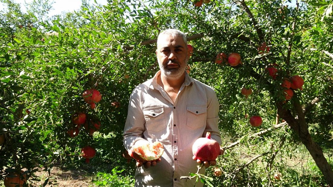 Gaziantep'te nar hasadı başladı