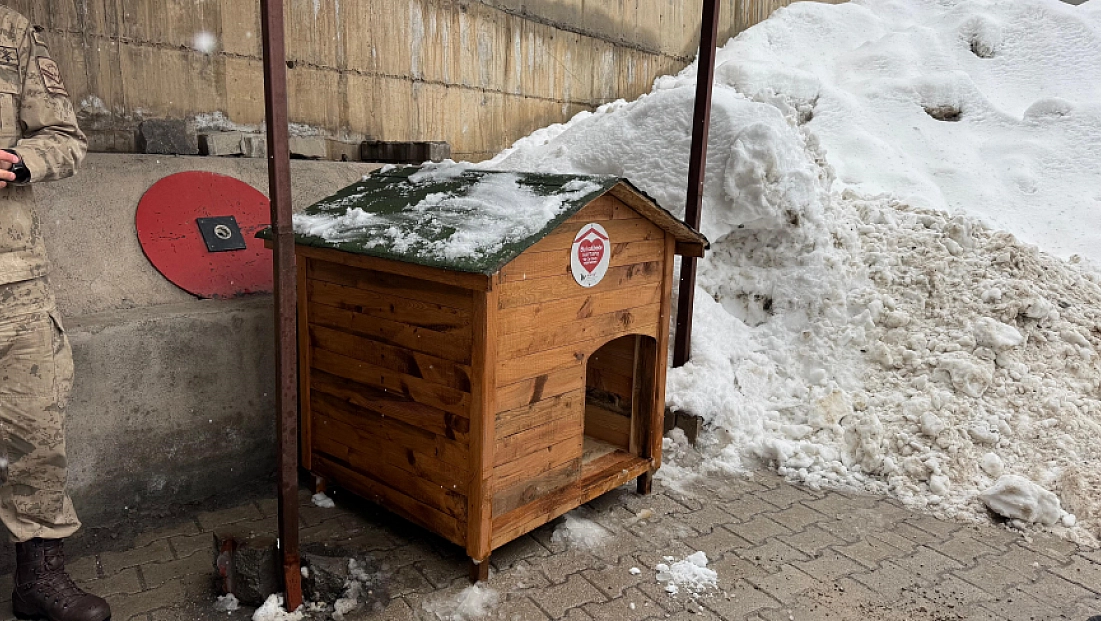 Gönüllülerde sokak hayvanları için barınak ve mama desteği