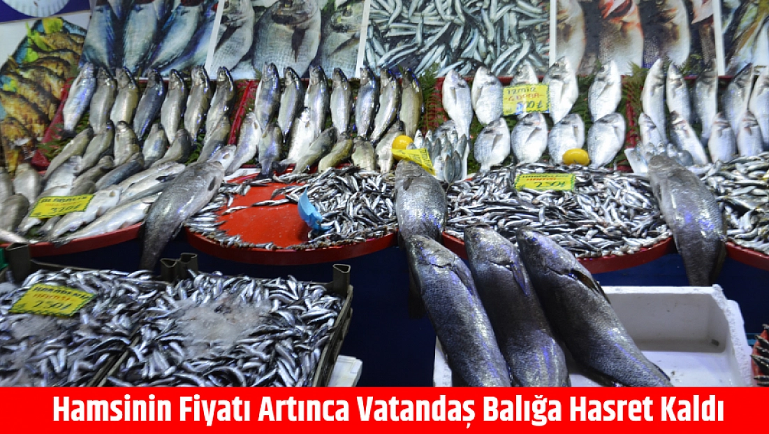 Hamsinin fiyatı artınca vatandaş balığa hasret kaldı