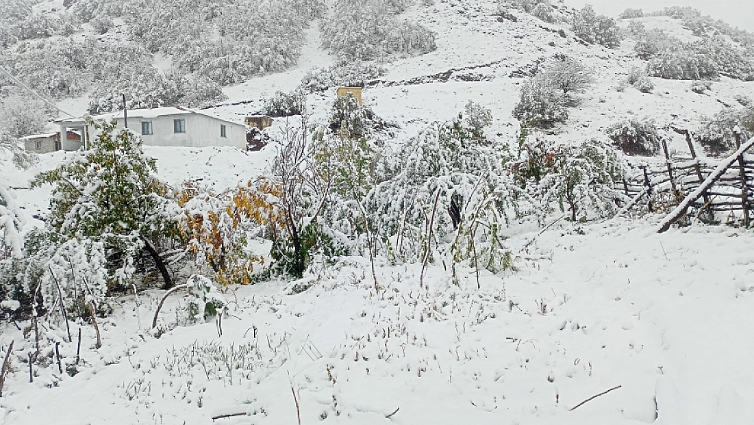 Hasadı yapılmayan ceviz kar altında kaldı