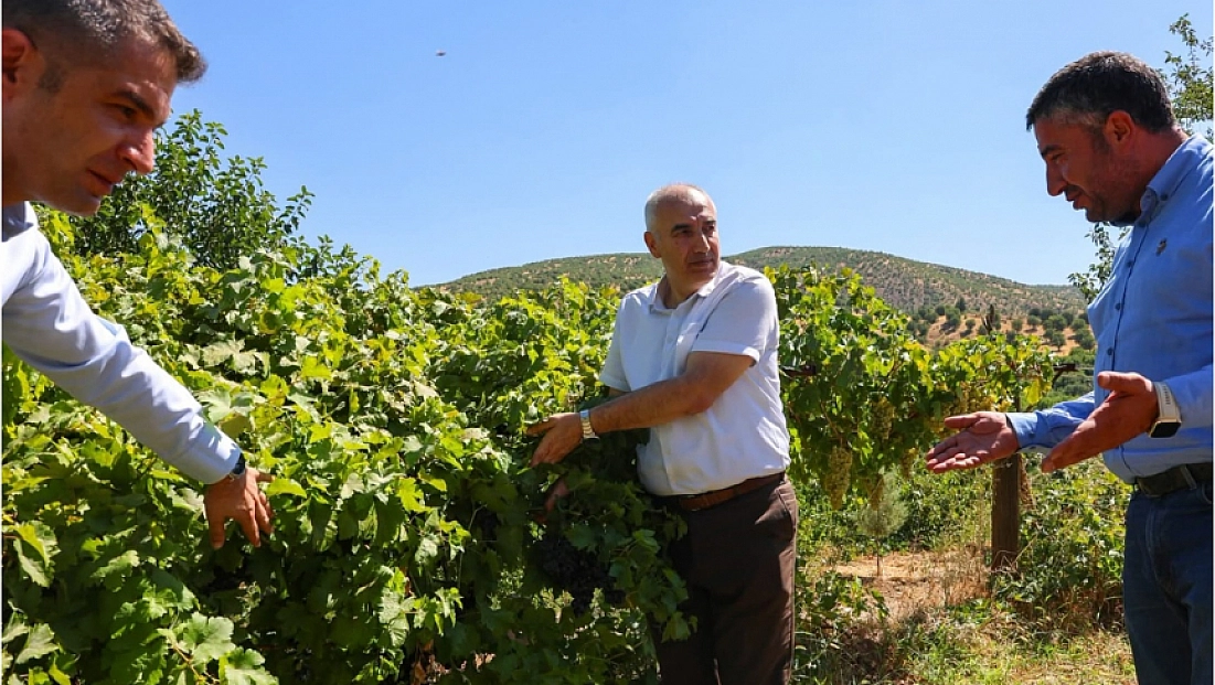 Hasat yapıldı, kazanlar kaynadı: Pütürge Kırmızısı pekmez oldu