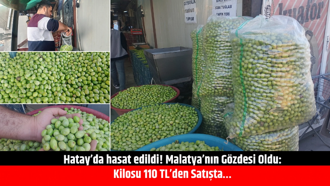 Hatay’da hasat edildi! Malatya’nın Gözdesi Oldu: Kilosu 110 TL’den Satışta…