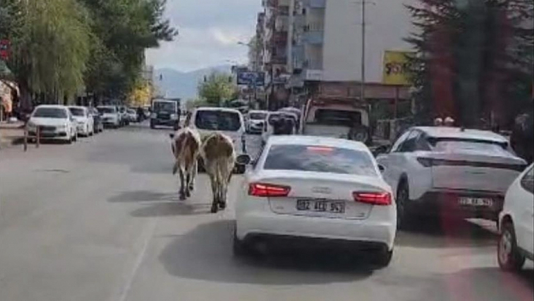 İnekler trafiği birbirine kattı
