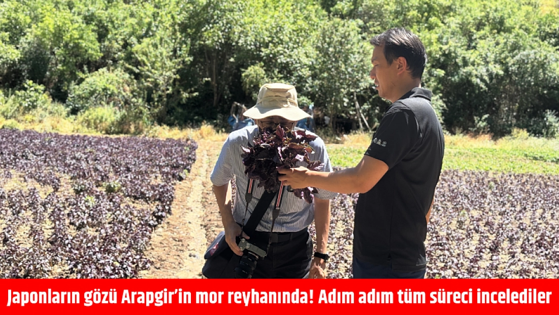 Japonların gözü Arapgir’in mor reyhanında! Adım adım tüm süreci incelediler