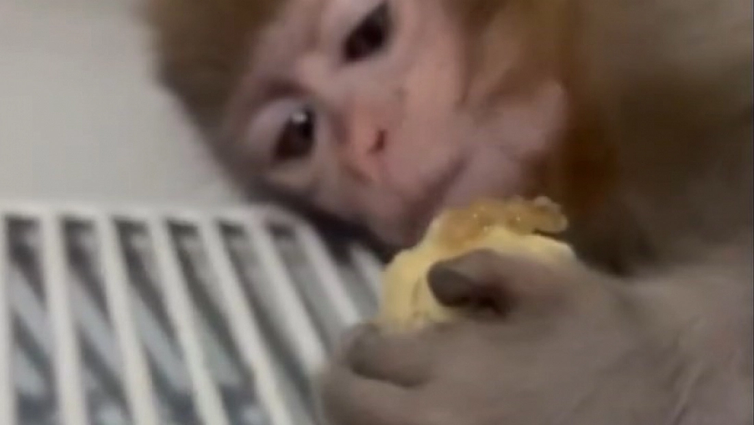 Kaçak Makak maymun yavrusu kurtarıldı