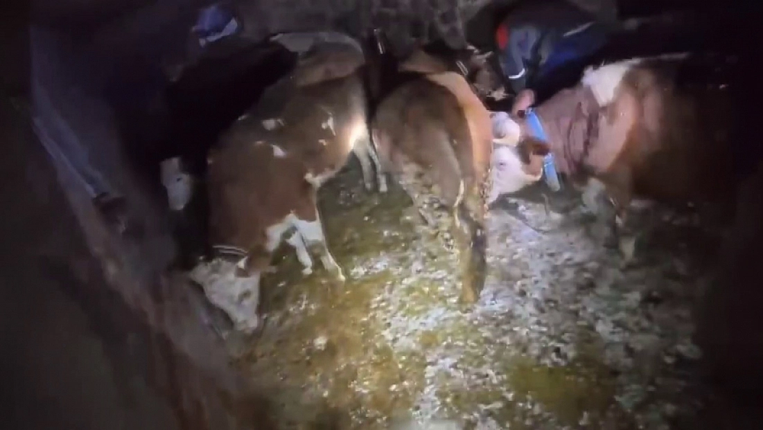 Kar nedeniyle ahır çöktü