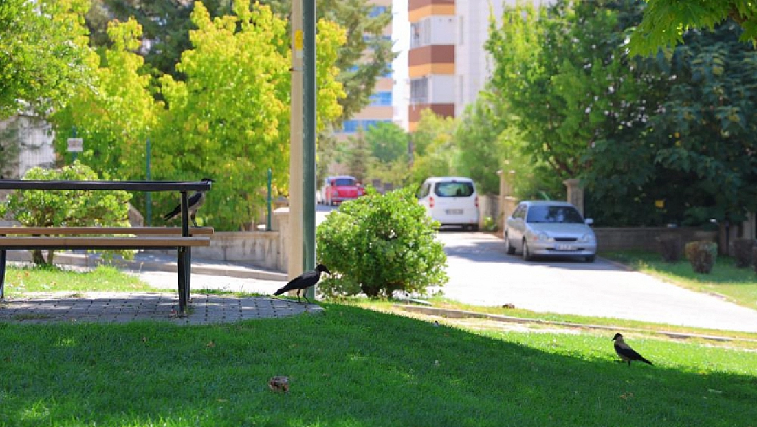 Kargalar parkı mesken tuttu