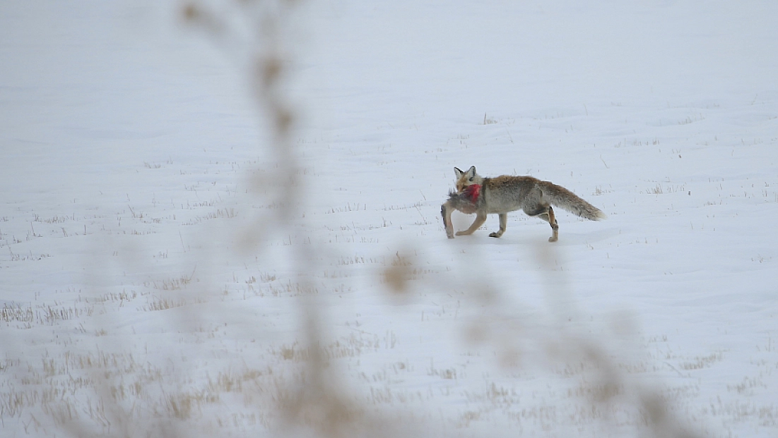 Karlı arazide tilki avlanırken görüntülendi