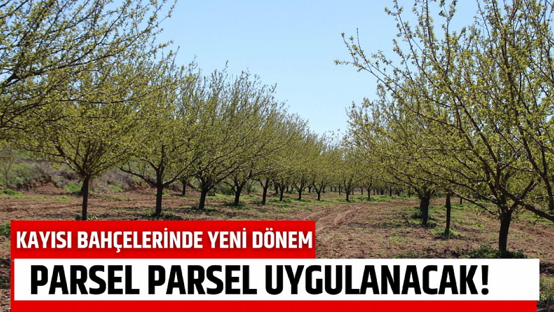Kayısı bahçelerinde yeni dönem: Parsel parsel uygulanacak!