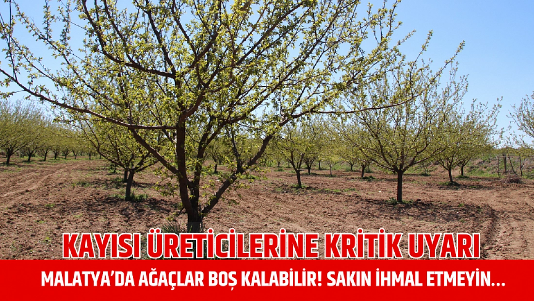 Kayısı üreticilerine kritik uyarı: Malatya’da ağaçlar boş kalabilir! Sakın ihmal etmeyin…
